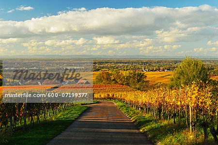 Vineyard Landscape, Ortenau, Baden Wine Route, Baden-Wurttemberg, Germany