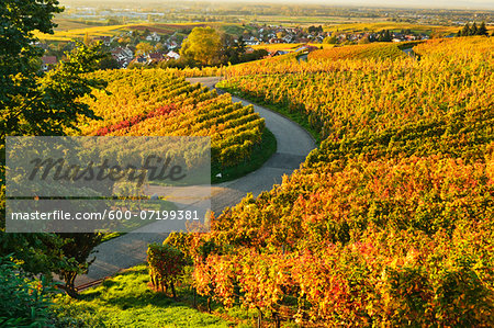 Vineyard Landscape, Ortenau, Baden Wine Route, Baden-Wurttemberg, Germany