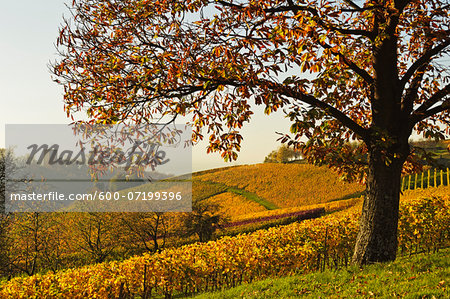 Chestnut Tree and Ruins of Neuwindeck Castle in the distance, Ortenau, Baden Wine Route, Baden-Wurttemberg, Germany