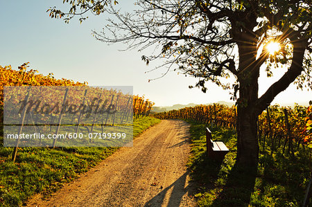 Vineyard Landscape, Ortenau, Baden Wine Route, Baden-Wurttemberg, Germany