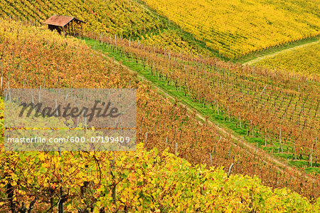 Vineyard Landscape, Ortenau, Baden Wine Route, Baden-Wurttemberg, Germany