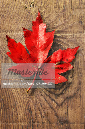 Close-up of Red Maple Leaf on old barn Board Close-up of Red Maple Leaf on old barn Board