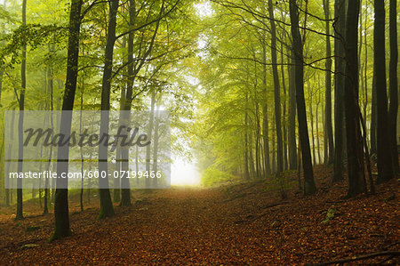 Beech Forest and Morning Fog, Hunsruck, Rhineland-Palatinate, Germany