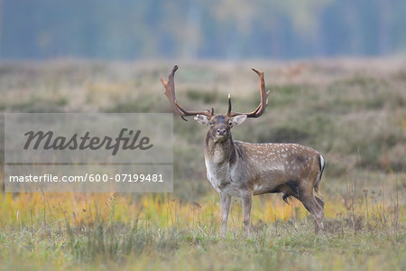Portrait of Male Fallow Deer (Cervus dama) in Autumn, Hesse, Germany
