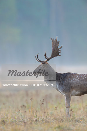 Male Fallow Deer (Cervus dama) in Autumn, Hesse, Germany Male Fallow Deer (Cervus dama) in Autumn, Hesse, Germany