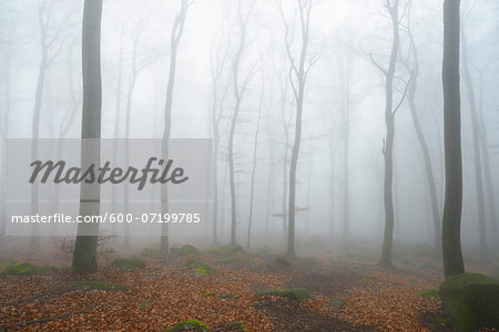 Beech forest (Fagus sylvatica) in early morning mist, Odenwald, Hesse, Germany, Europe