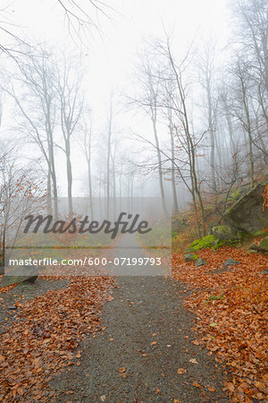 Path in Beech forest (Fagus sylvatica) in early morning mist, Odenwald, Hesse, Germany, Europe