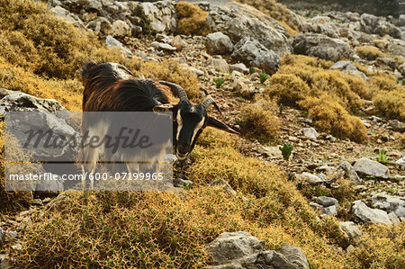 Goats on hillside, Rhodes, Dodecanese, Aegean Sea, Greece, Europe