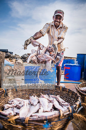 Fisherman working in Negombo fish market (Lellama), Sri Lanka, Asia