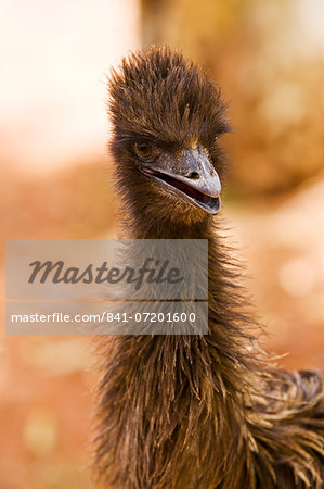 Emu, Northern Territory, Red Centre, Australia