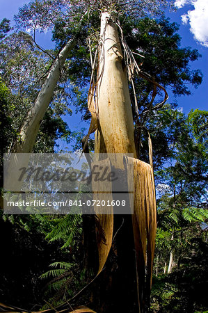 Eucalyptus tree (gum tree) in Blue Mountains National Park, New South Wales, Australia.