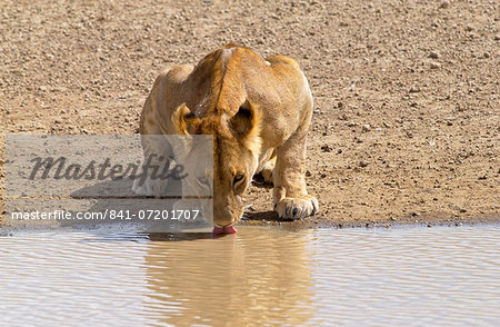 Lioness drinking,Serengeti, East Africa