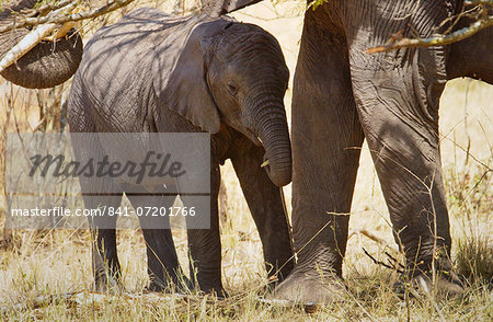 Elephant calf feeding with its mother  in Serengeti, Tanzania