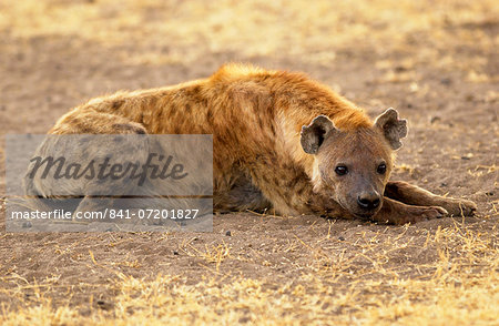 Spotted Hyena resting, Grumeti, Tanzania