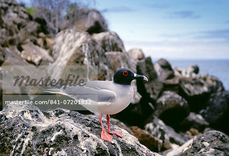 Swallow-tailed gull perched rocks, Galapagos Islands, Ecuador Swallow-tailed gull perched rocks, Galapagos Islands, Ecuador
