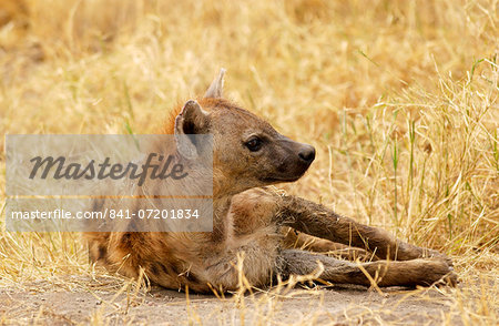 Spotted Hyena  in grassland, Grumeti, Tanzania