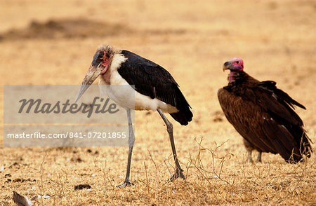 Marabou stork, Grumet, Tanzania, East Africa Marabou stork, Grumet, Tanzania, East Africa