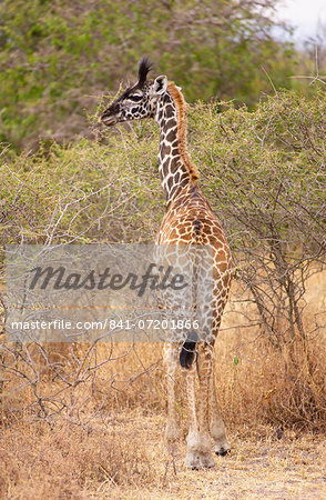 Young Giraffe, Grumeti, Tanzania
