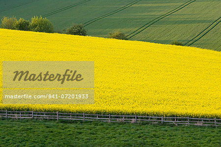 Rape seed crop field, Stow-On-The-Wold, The Cotswolds, Gloucestershire, England, United Kingdom