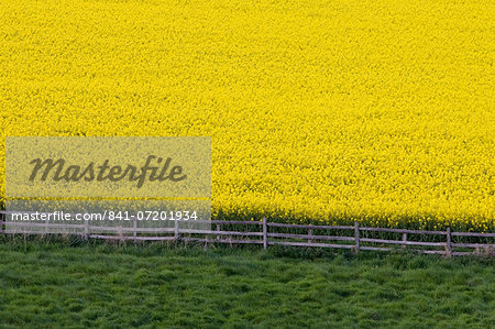 Rape seed crop field near Stow-On-The-Wold, The Cotswolds, Gloucestershire, England, United Kingdom
