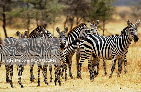 A herd of Common Plains Zebra (Grant's) Grumeti, Tanzania