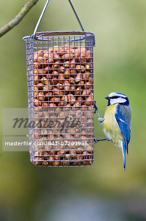 Blue Tit perched on a birdfeeder, The Cotswolds, United Kingdom