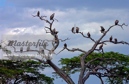 Flock of vultures roosting in trees, Grumeti, Tanzania, East Africa