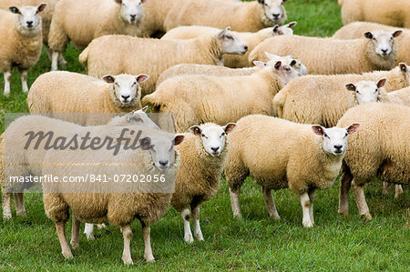 Flock of sheep grazing in a field , Oxfordshire, England