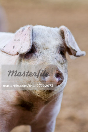 Gloucester Old Spot pig, Gloucestershire, United Kingdom
