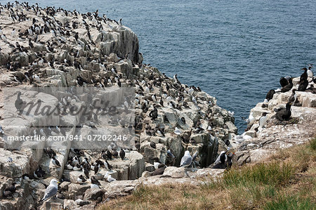 Guillemots, kittiwakes, shags and a puffin on the cliffs of Inner Farne, Farne Islands, Northumberland, England, United Kingdom, Europe