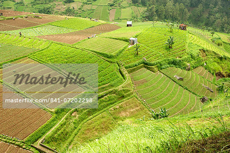 Fertile carefully tended smallholdings full of vegetables covering the sloping hills in central Java, Surakarta district, Java, Indonesia, Southeast Asia, Asia