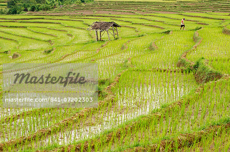 Farmer in rice paddy fields laid in shallow terraces, Surakarta district, Solo river valley, Java, Indonesia, Southeast Asia, Asia