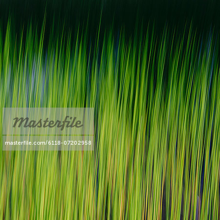 Aquatic grasses in motion underwater, in the Alpine Lakes Wilderness, Deception Lakes, in the Mount Baker-Snoqualmie National Forest.