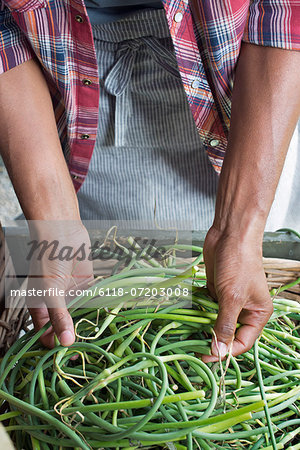 Organic Farming. A man packing green beans in a crate.