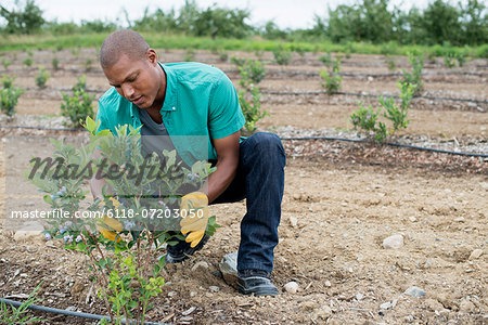 Organic fruit orchard. A man examining a row of blueberry shrubs.