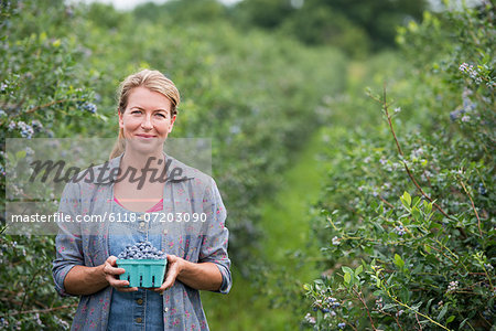 An organic fruit farm. A woman picking the berry fruits from the bushes. An organic fruit farm. A woman picking the berry fruits from the bushes.