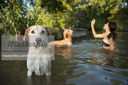 A woman swimming with her two dogs in a lake. Throwing the ball in play.