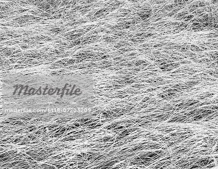 Dense sea grasses on the shore at Long Beach Peninsula, near Oysterville, Washington.