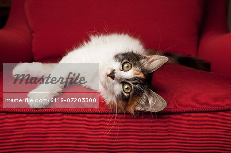 A kitten on a red sofa, lying on its side.