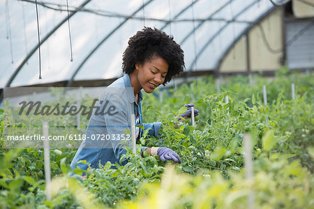 A woman working in the glasshouse, tending plants on a greenhouse bench.