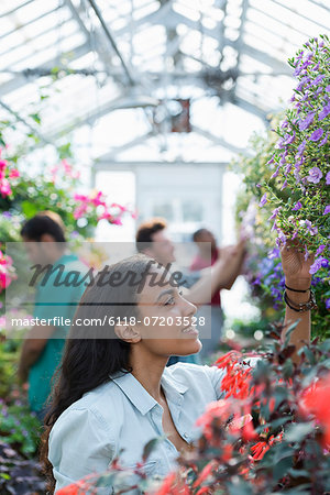 A commercial greenhouse in a plant nursery growing organic flowers. A group of people working.