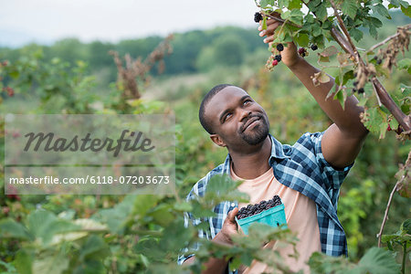 Picking blackberry fruits on an organic farm. A man reaching up to pick berries.