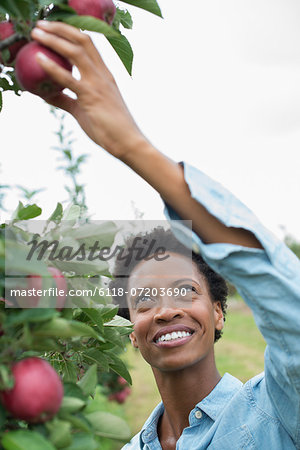An organic apple tree orchard. A woman picking the ripe red apples.