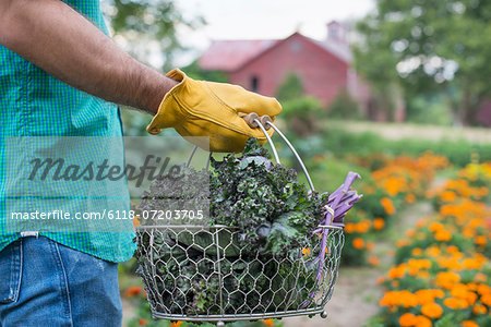 An organic vegetable garden on a farm. A man carrying a basket of freshly harvested green leaf crop.