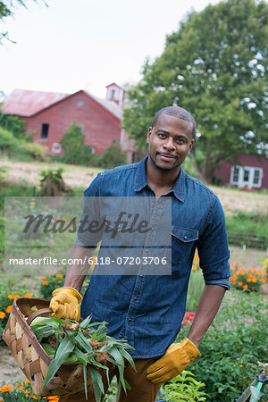 An organic vegetable garden on a farm. A man carrying a basket of freshly harvested corn on the cob.