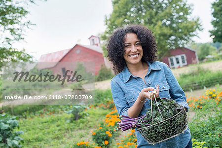 An organic vegetable garden on a farm. A woman carrying a basket of freshly harvested curly green leaves.