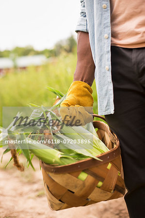 Working on an organic farm. A man holding a basket full of corn on the cob, vegetables freshly picked.