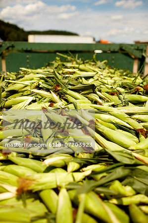 A trailer of harvested corn cobs, corn on the cob. Organic food ready for distribution.