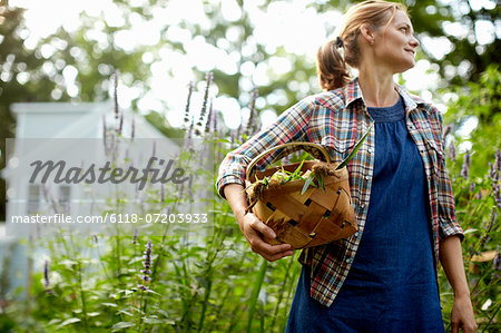 A woman carrying a full basket of fresh picked corn on the cob, and vegetables from the garden.