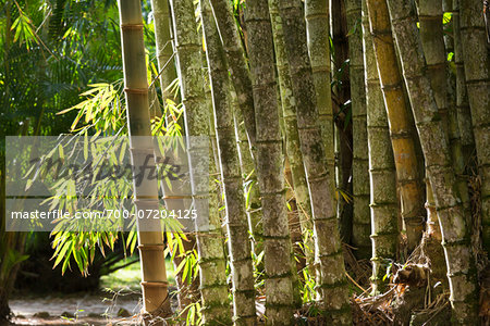 Bamboo Grove in Botanical Garden (Jardim Botanico), Rio de Janeiro, Brazil